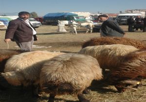 At arabacıların da yüzü güldü